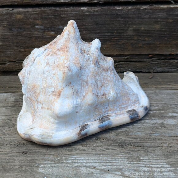 Large natural Horned King Helmet Conch Shell aquarium nautical bathroom decor - Picture 1 of 9